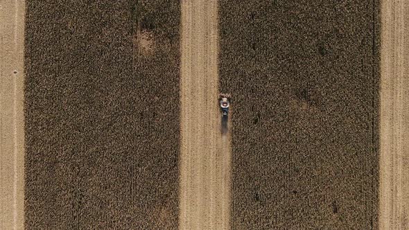 Combine Harvester Harvesting Maize alt