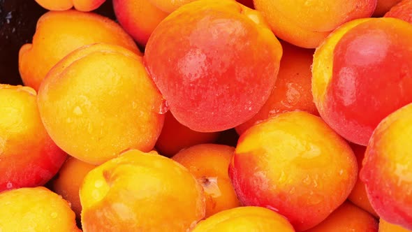 Fresh Apricots Rotation Close Up