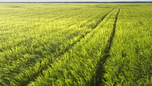 Exciting Green Wheat Field with Car Wheels Traces Aerial alt