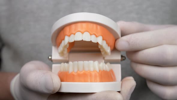 Dentist Shows Teaching Model of Gums and Teeth alt