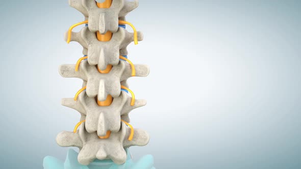 Human lumbar spine model with normal discs