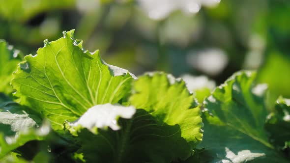 Close up of lettuce's leaves  alt
