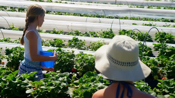 Girls picking strawberries in the farm 4k alt