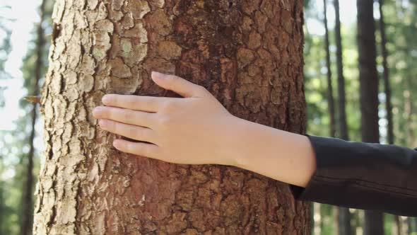 Woman Hand Gently Touching a Bark of the Tree in the Forest alt
