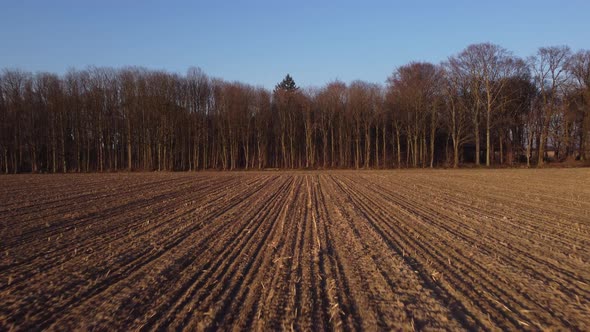 Drone fly from a plowed field to a bare forest wit a green tree in the middle