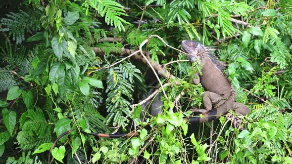 Costa Rica Wildlife, Green Iguana, a Warm Blooded Reptile in the Rainforest, Lying Sunbathing in a T alt