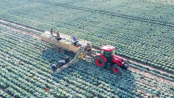 Farmers are Collecting Cabbage Into Harvester's Containers by ABC-video