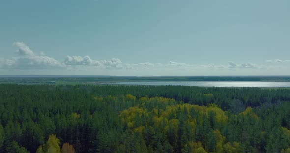Mixed Forest Near Wide River in Sunny Weather Aerial View in Summer or Autumn  Prores