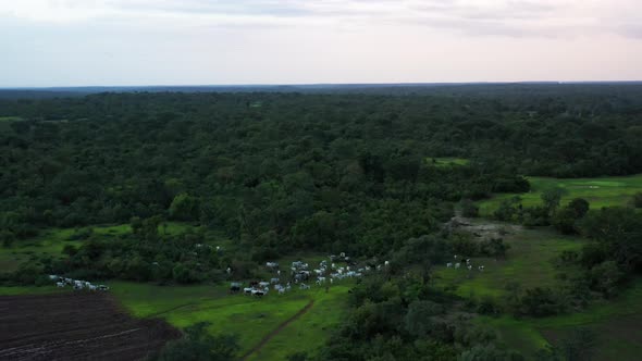 Africa Mali Forest And Ox Aerial View