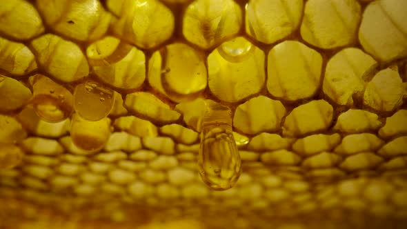 Frame of Honeycombs with Dripping Thick Honey From Cells alt