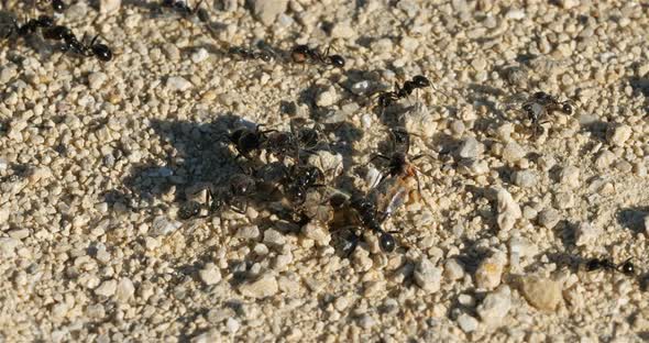 Ants on the ground,  in southern France alt