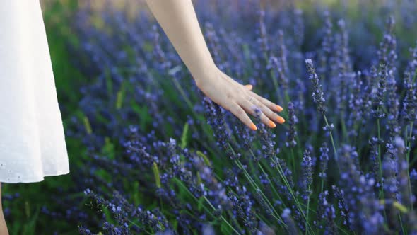 Hand of Young Woman Tenderly Touches Lavender Flowers Summer Sunset Slow Motion Slide Back