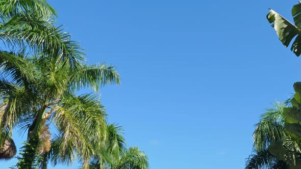 Top of Coconut Palm Trees and Thatched Palapa Roof on Blue Sky Background alt