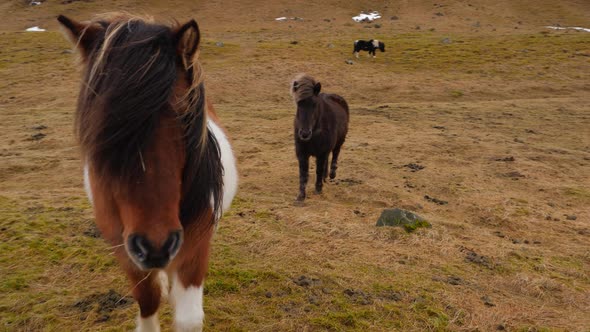 Icelandic Horses Walk Across Moss Covered Ground Towards Camera 1