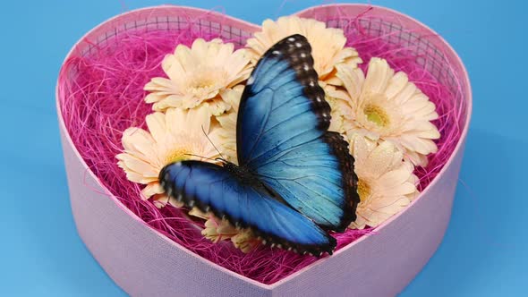Blue Butterfly on Pink Color Flower in Heart Shape Box Valentines Day Design alt
