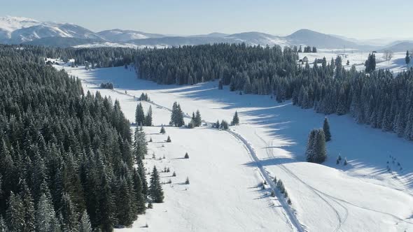 Aerial View of the Snow-covered Spruce Forest on a Sunny Day