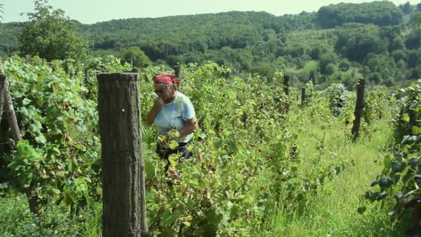 Woman inspects and walks through a vineyard while eating a grape alt