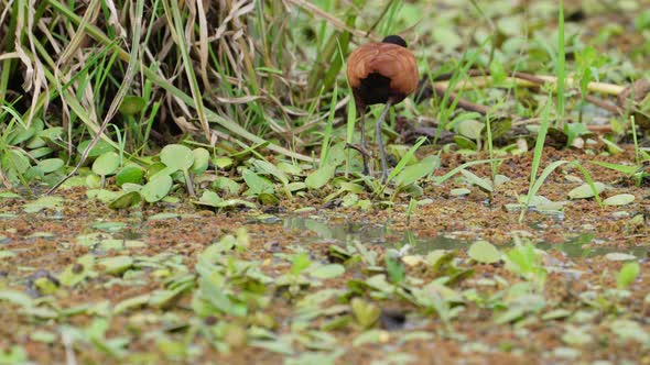 Wattled jacana bird looking for food on floating vegetation of wetland alt