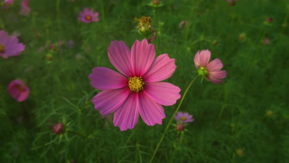 Magenta cosmos flower or Mexican aster blown by the wind in the morning sunlight.