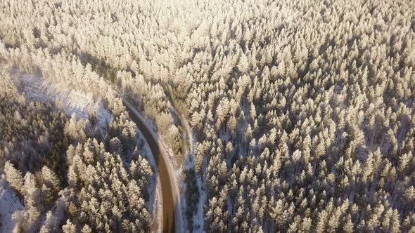 Winter Forest Nature Road