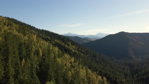 Aerial View of High Hills with Dark Pine Forest Trees at Autumn Bright Day alt