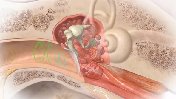 3D Human Ear Anatomy System alt