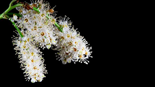 White Flowers Blooming in Time Lapse on a Black Background. Skimmia Blossoms alt
