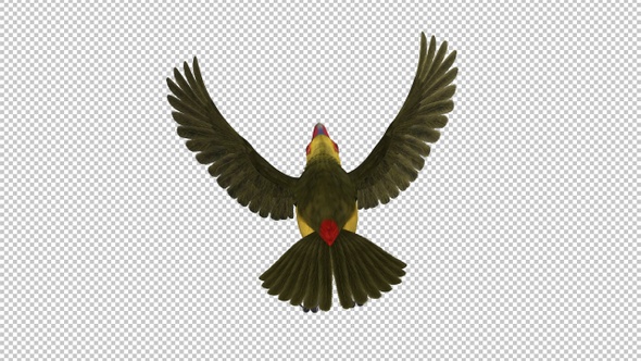 Toucan Bird - III - Saffron Aracari - Flying Loop - Back View - Alpha Channel