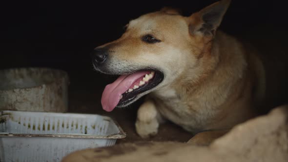 Keeping the Dog in Bad Conditions, Bad Attitude Towards Animals, Out of Breath Dog alt