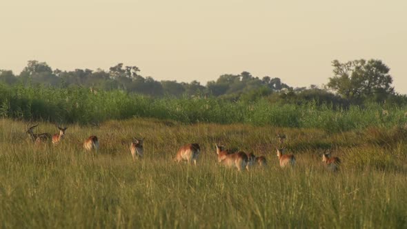 Herd of red lechwe make their way through the long grass in Botswana Africa alt