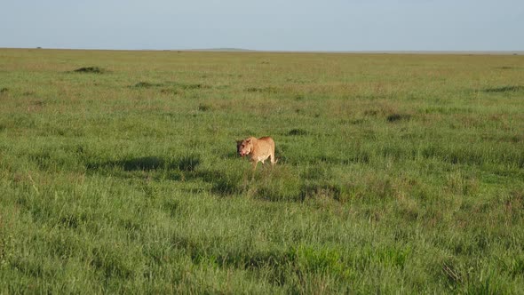 African Lioness Walks Through Pasture After Hunting And Eating Prey alt
