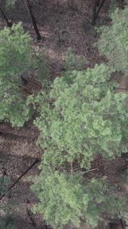 Vertical Video of Pine Forest Aerial View Slow Motion alt