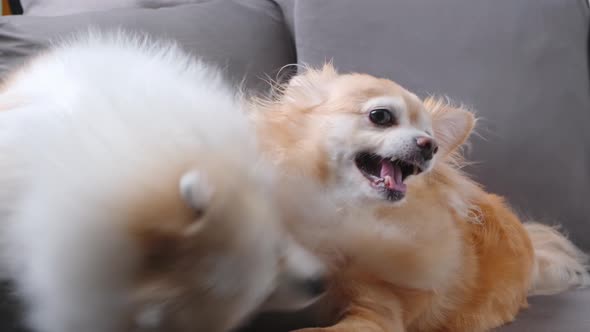 Chihuahua and pomeranian cute dogs playing bite together
