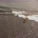 Drone View of a Bear That Has Caught a Fish and is Dragging It in Its Mouth - VideoHive Item for Sale