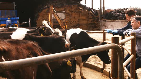 Cattle farmer talking with a man alt