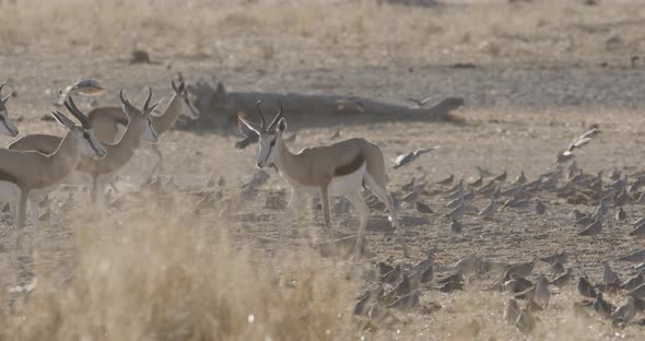 Springboks and Large Flock of Birds