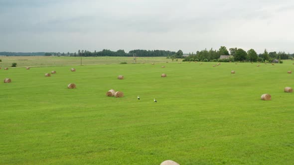 Beautiful countryside landscape flight above two white and black stork birds by several hay rolls in alt