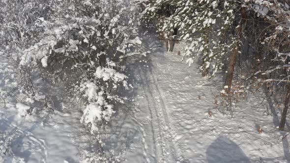 Path leads through the snowed forest 4K drone video alt