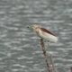The Bird Indian Pond Heron In Ultra Slow Motion At 500 Fps - VideoHive Item for Sale