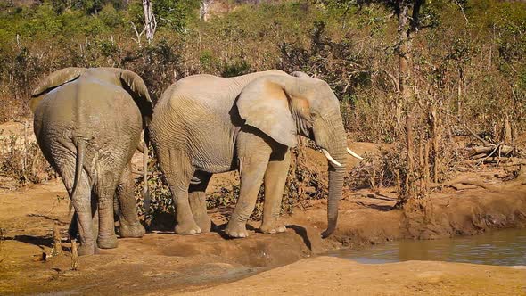 African bush elephant in Kruger National park, South Africa alt