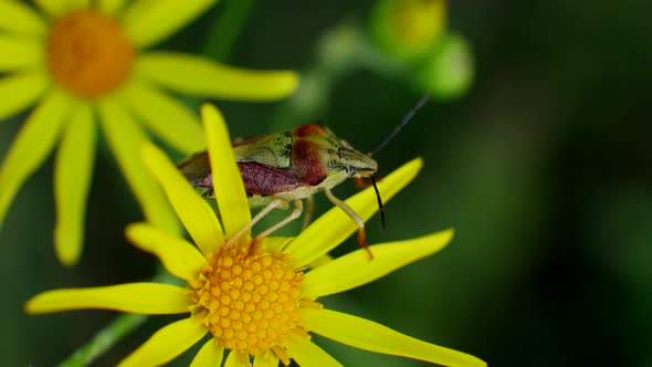 Red Green Bug Sits on Yellow Flowers in Wild Field