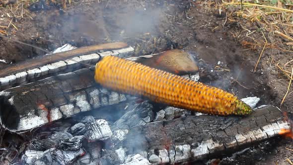 Corn is Fried on a Skewer in the Wild on Fire From a Fire and Coals Closeup alt