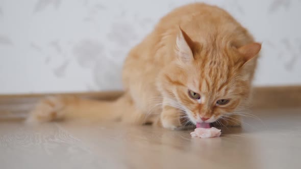 Cute Ginger Cat Eats Piece of Raw Meat. Fluffy Pet Sits on Floor at Cozy Home. alt
