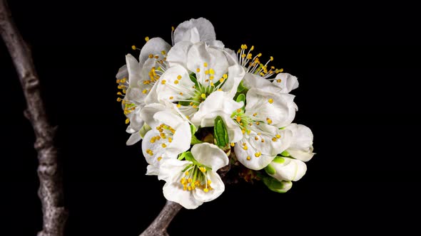 Plum White Flowers Blooming in Time Lapse on a Black Background. Spring Tree Branch with Opening Bud alt