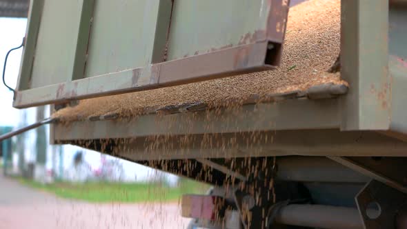 Grain Falling From a Truck alt
