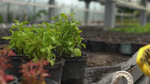 Gardener Hands Putting Plants on Shelves in Hothouse, Growing Decorative Flowers