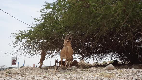 capra wild goats eating in the dead sea dessert wildlife 4k