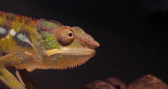 Panther Chameleon, furcifer pardalis, Adult standing on Branch, Madagascar, Slow motion 4K alt