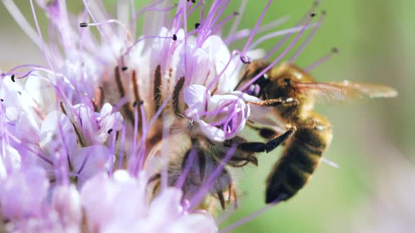 Bee collecting nectar on a summer meadow