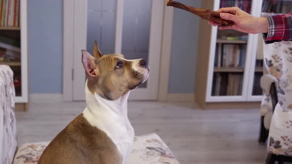 An American Staffordshire Terrier puppy gnaws a bone.